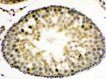 UPF3B Antibody