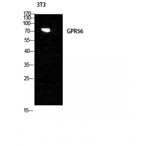 ADGRG1 / GPR56 Antibody (220-300 aa, Internal)