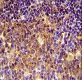 Polyclonal Rabbit anti-Human MUTED Antibody (aa40-68, IHC, WB)