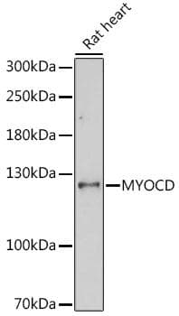 MYOCD / Myocardin Antibody