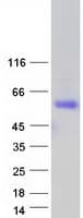 Human SCML1 Protein (Recombinant Myc-DDK (Flag))