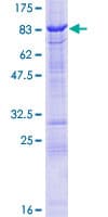 Human TESK2 Protein (Recombinant GST)