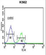 CTSE / Cathepsin E Antibody (aa157-187)