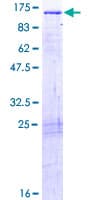 Human IGFN1 Protein (Recombinant GST)