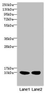 Polyclonal Rabbit anti-Human RPS27 / Ribosomal Protein S27 Antibody (IHC, WB)