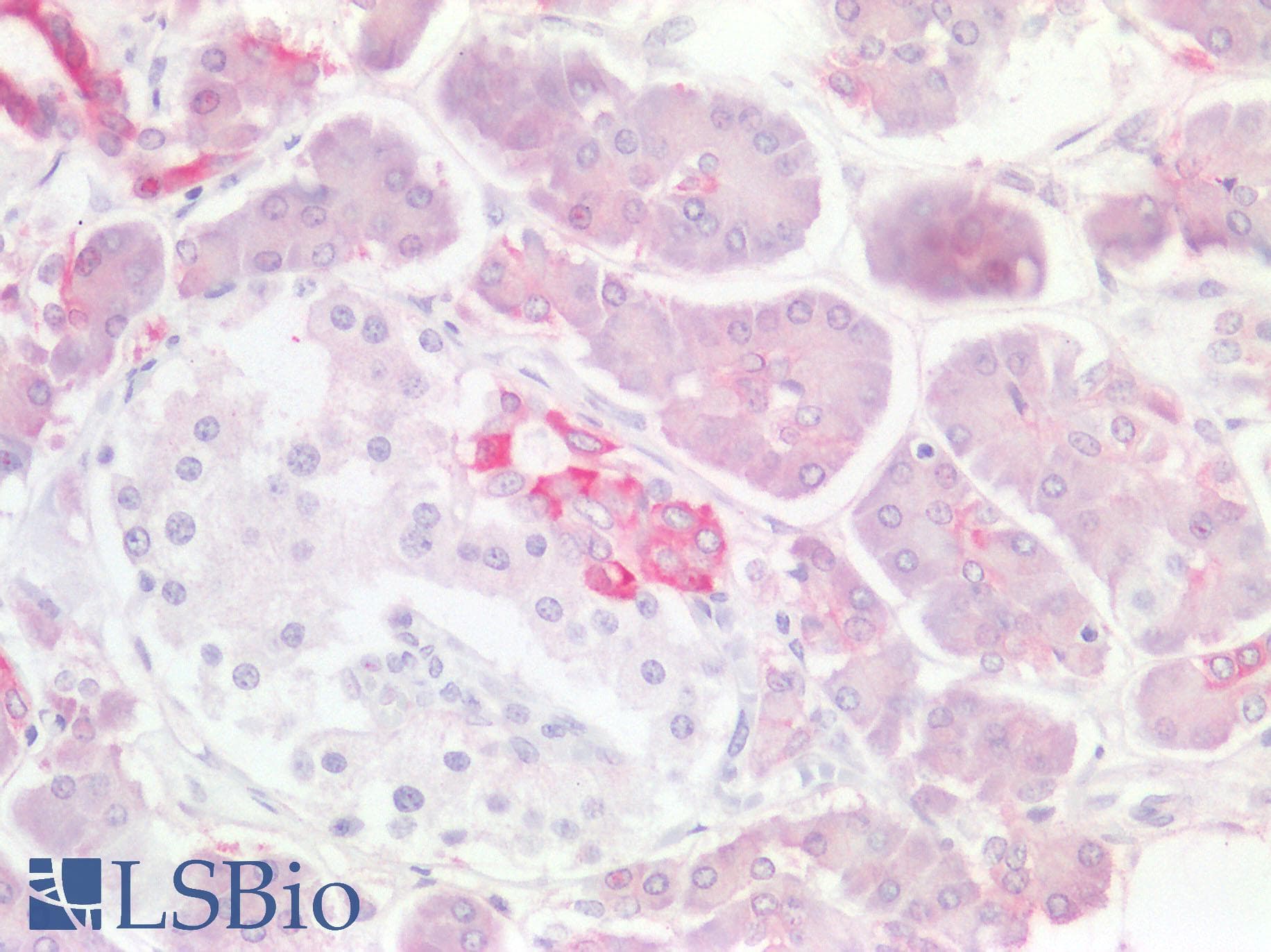 PathPlus™ TJP1 / ZO-1 Antibody (C-Terminus)