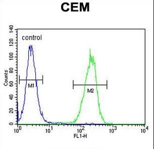 Polyclonal Rabbit anti-Human ZMYND10 Antibody (aa321-348, IHC, WB)