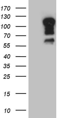 ELF1 Antibody (clone OTI3G7)