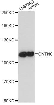 CNTN6 / Contactin 6 Antibody