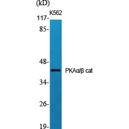 PRKACA + PRKACB Antibody (1-80 aa, N-terminal)