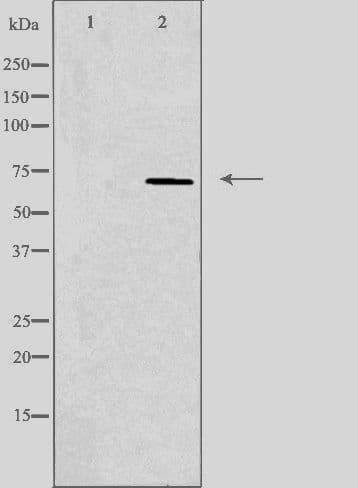 Polyclonal Rabbit anti-Human MT-ND5 Antibody (IF, WB)