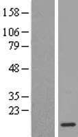 DNAL4 / Dynein Light Chain 4 Protein (Over-Expression Lysate Myc-DDK (Flag))