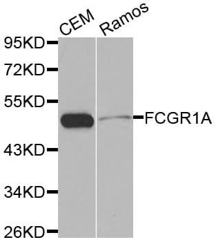 Polyclonal Rabbit anti-Human FCGR1A / CD64 Antibody (IHC, IF, WB)