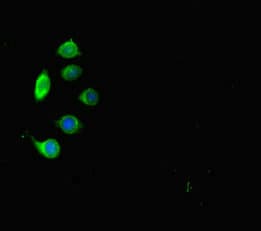 Polyclonal Rabbit anti-Human CD110 / MPL Antibody (IHC, IF)