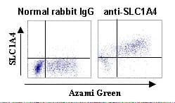 Polyclonal Rabbit anti-Human SLC1A4 / ASCT1 Antibody (IHC, WB)