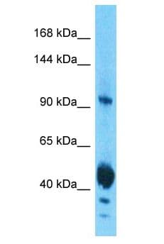EIF3C / EIF3S8 Antibody (aa118-167)
