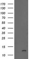 NDUFA7 Antibody (clone OTI2E4)