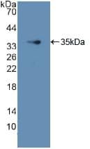 GDI1 Antibody (aa1-274, APC)