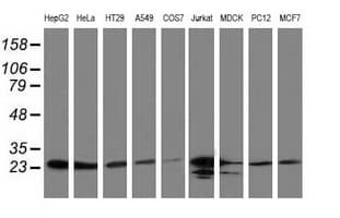 CLPP Antibody (clone OTI1F6, Carrier-free)