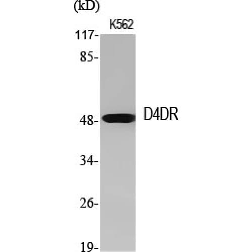 DRD4 / Dopamine Receptor D4 Antibody (330-410 aa, C-terminal)