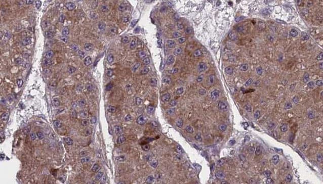Polyclonal Rabbit anti-Human OR13C5 Antibody (IHC, IF, WB)