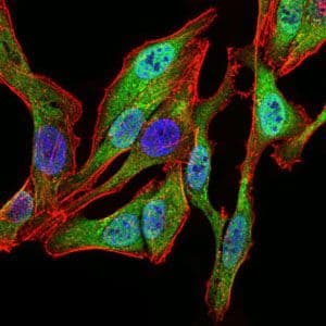 SPIB Antibody (Amino Acid: 200-252, clone 4G5)