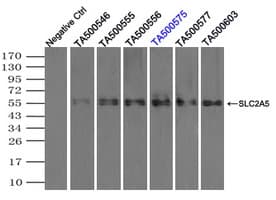SLC2A5 / GLUT5 Antibody (clone OTI12F2)
