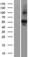 AKT1S1 / PRAS40 Protein (Over-Expression Lysate Myc-DDK (Flag))