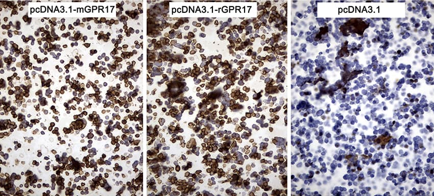 GPR17 Antibody (C-Terminus, clone OTI17C1)
