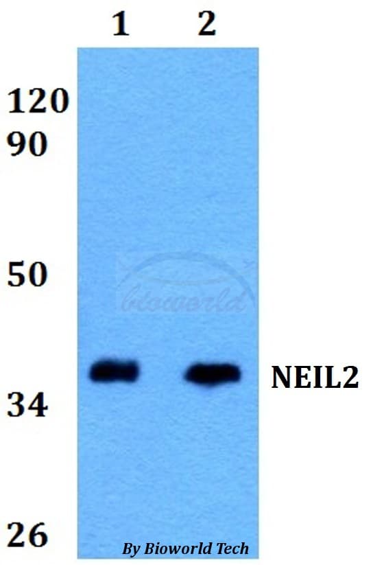NEIL2 Antibody