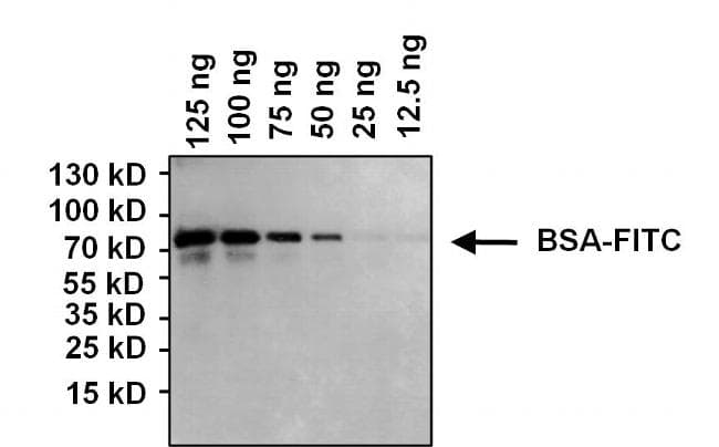 FITC Antibody (clone #9)