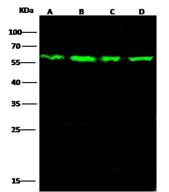 PTBP1 Antibody (Preservative Free)