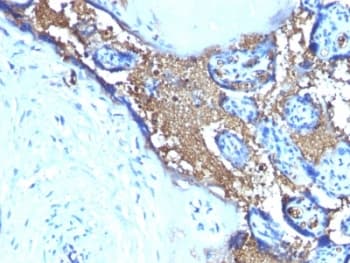 GYPA / CD235a / Glycophorin A Antibody (clone SPM599)