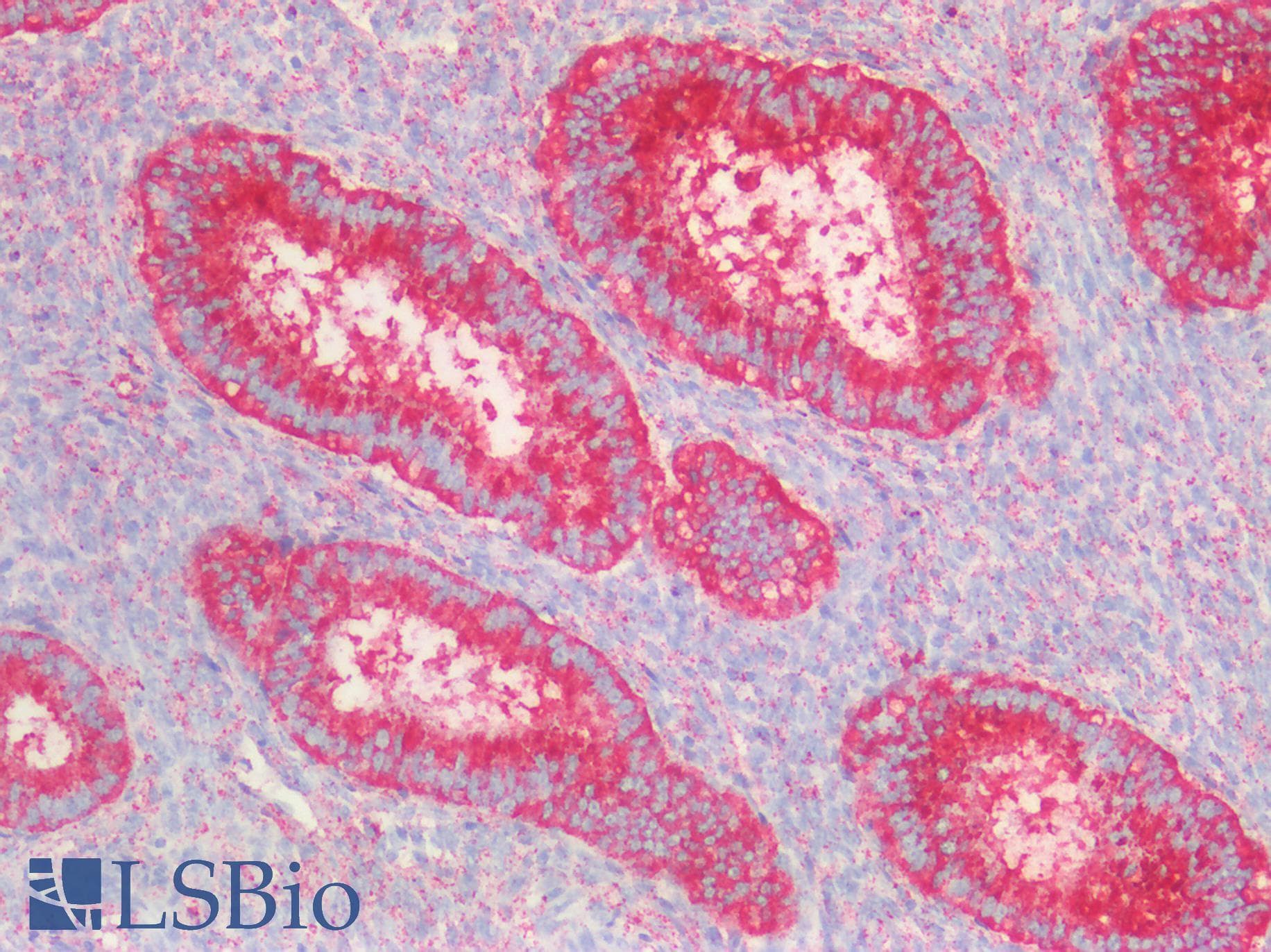 IHC-plus™ CD63 Antibody (clone LAMP3/2990R, Azide-free, Carrier-free)