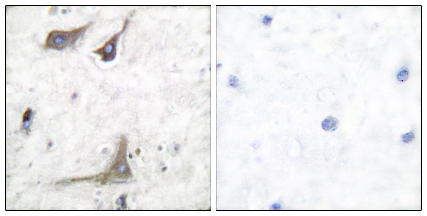 PTGS1 / COX-1 Antibody
