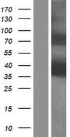 PURB Protein (Over-Expression Lysate Myc-DDK (Flag))