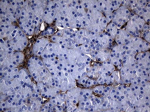 GTPCH1 / GCH1 Antibody (clone OTI1E3)