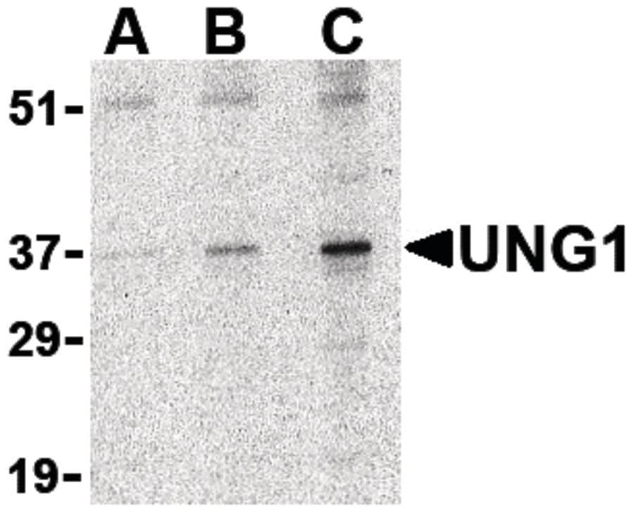 IHC-plus™ UNG / Uracil DNA Glycosylase Antibody