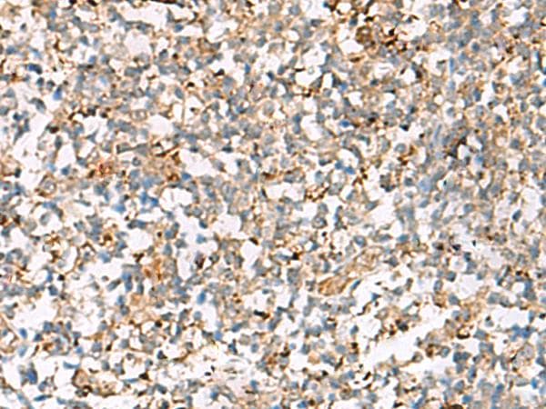 NPC2 Antibody