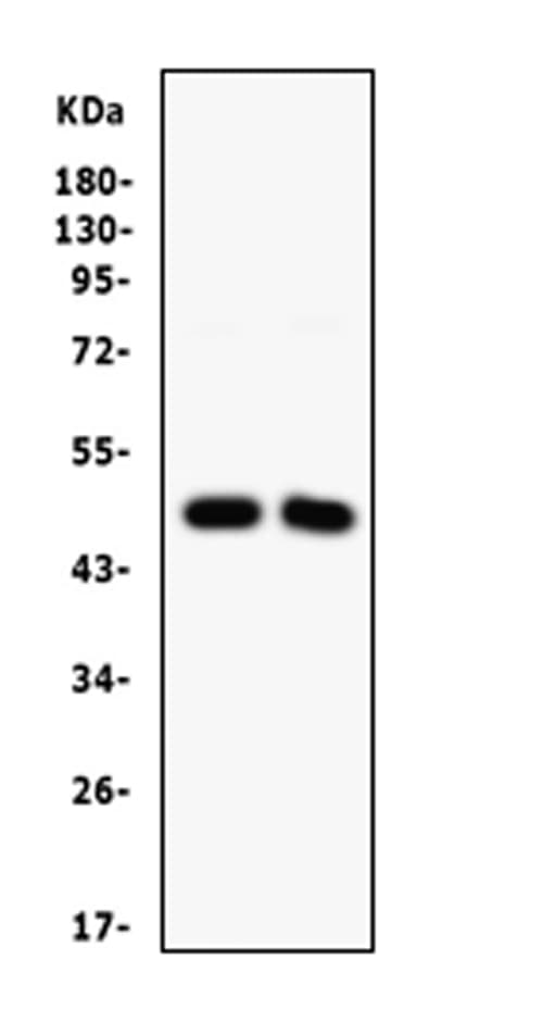SFRP4 Antibody (aa22-303)