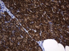 DDT / Dopamine Tautomerase Antibody (clone OTI1B1)