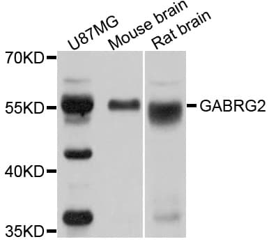 GABRG2 Antibody