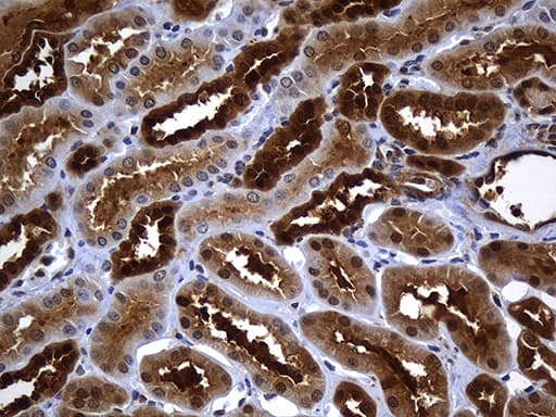 HHLA3 Antibody (clone OTI10B4)