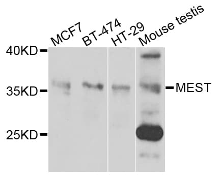 PEG1 / MEST Antibody