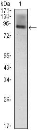 ICAM-1 / CD54 Antibody (Amino Acid: 28-480, clone 6G12)