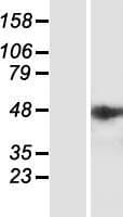 IPMK Protein (Over-Expression Lysate Myc-DDK (Flag))
