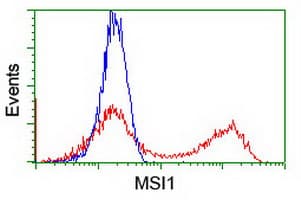 MSI1 / Musashi 1 Antibody (clone OTI2G9)