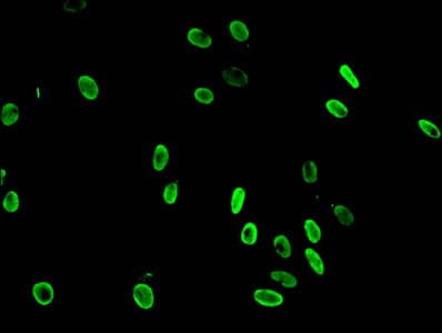 HIST1H3A Antibody