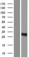 YRDC Protein (Over-Expression Lysate Myc-DDK (Flag))