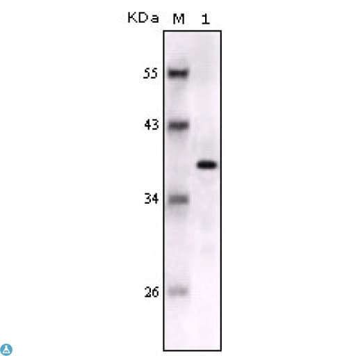 S100A1 / S100-A1 Antibody